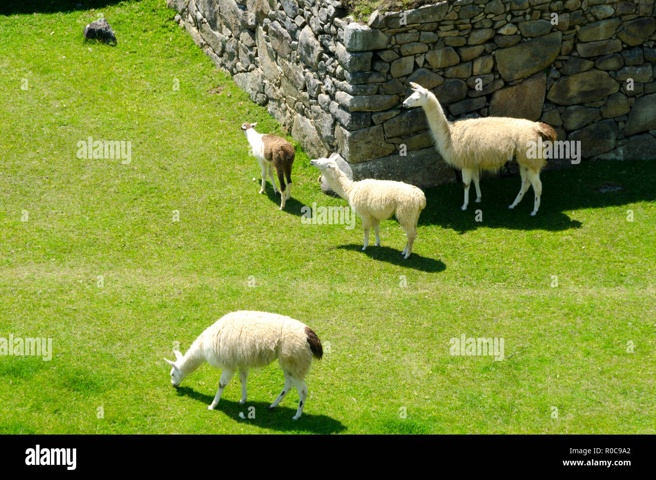 Lamas grasen Machu Picchu, Peru Stockfoto