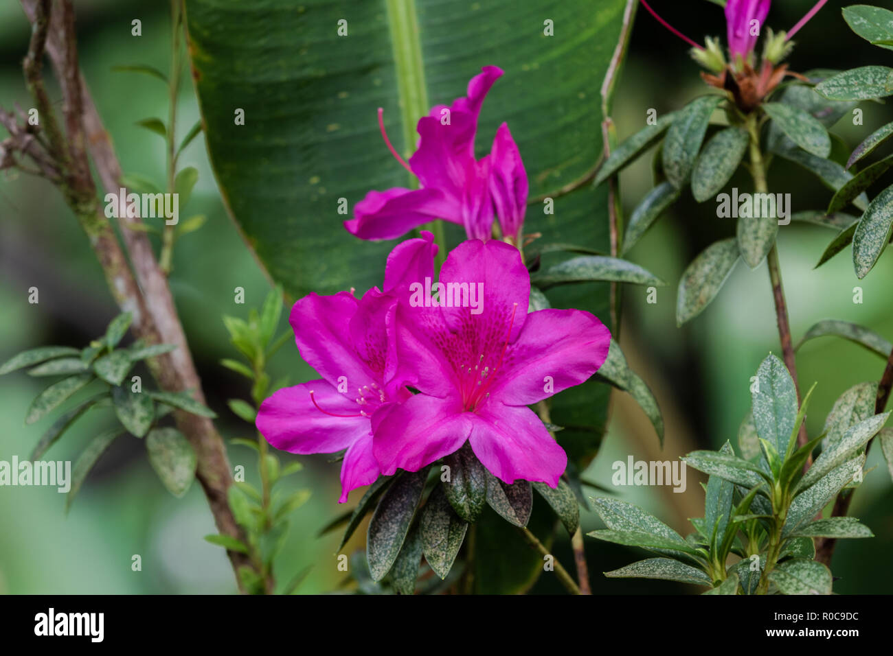 Anschaulich rosa Blumen Azalee (Rhododendron Indicum) in Akaka Falls State Park, Hilo, Hawaii. Grüne Pflanzen im Hintergrund. Stockfoto