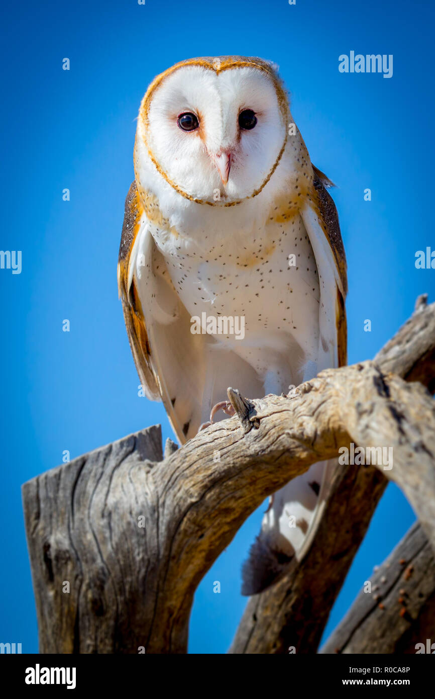 Gemeinsame Schleiereule Tyto alba auf toten Baum bei Tageslicht Stockfoto