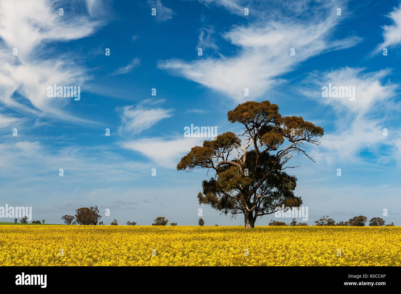 Riesige gum Baum in einem Rapsfeld. Stockfoto
