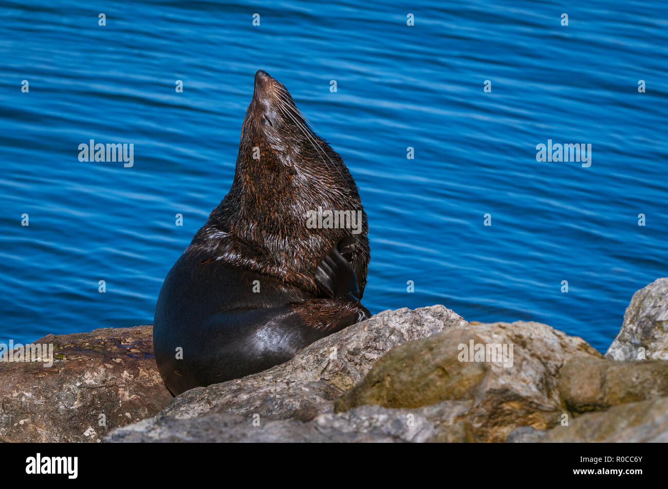 Furseal Sonnenbaden auf den Felsen. Stockfoto