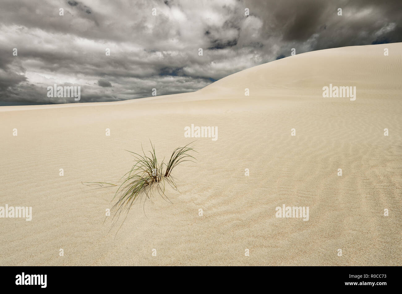 Dünen der Little Sahara auf Kangaroo Island. Stockfoto