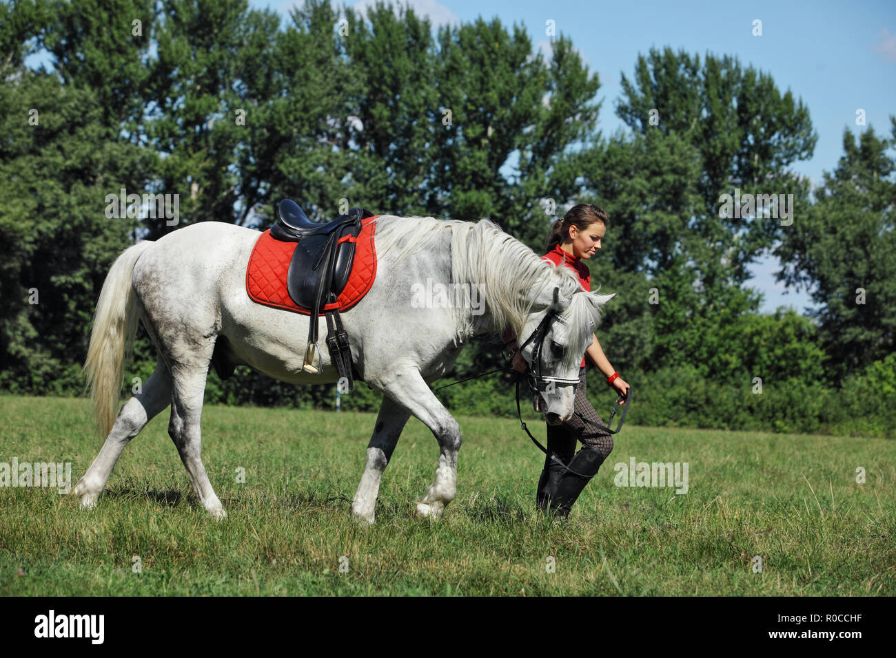 Schöne equestrian Frau und White Horse Stockfoto