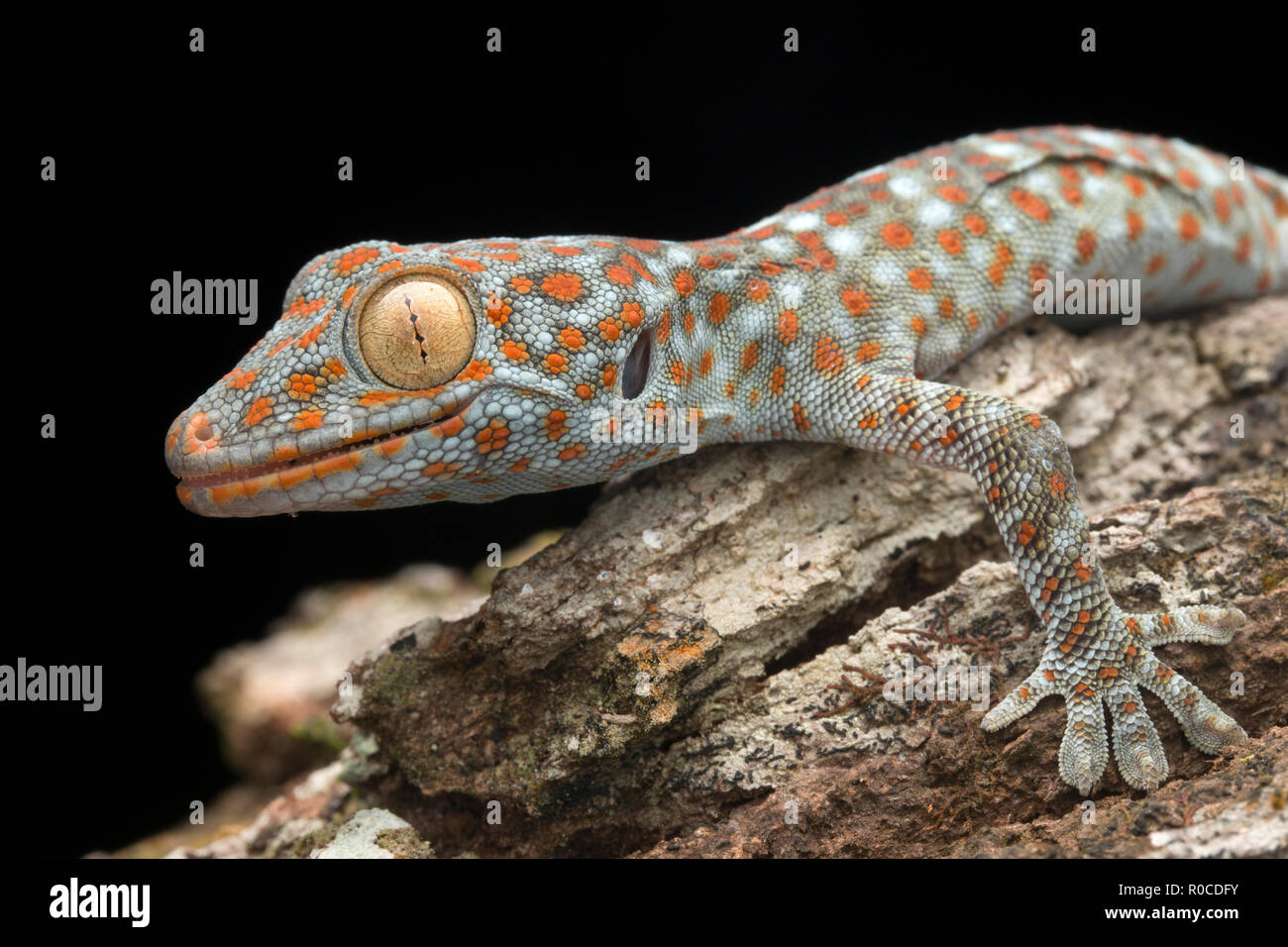 Tokay Gecko aus Malaysia Stockfoto