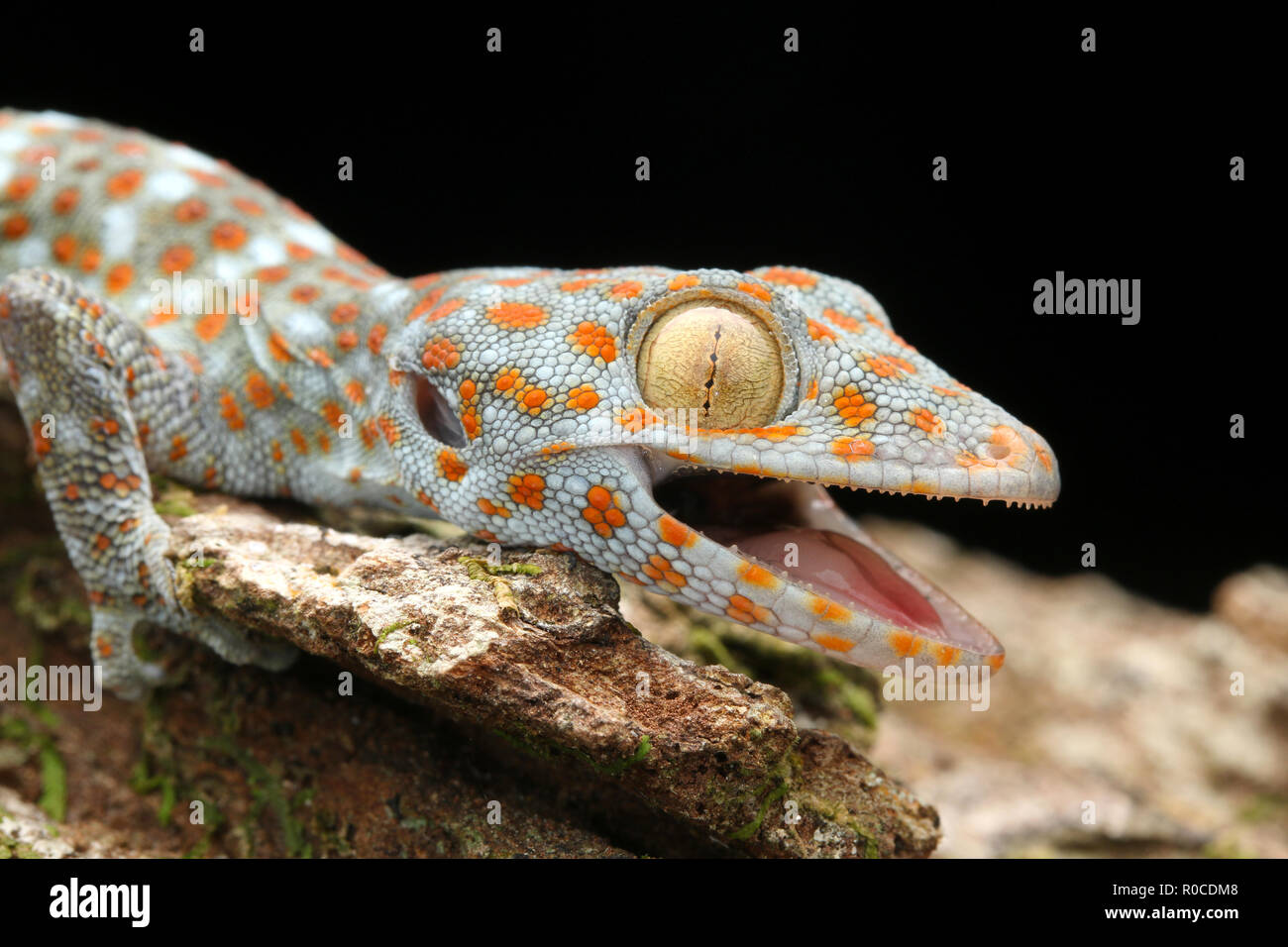 Tokay Gecko aus Malaysia Stockfoto