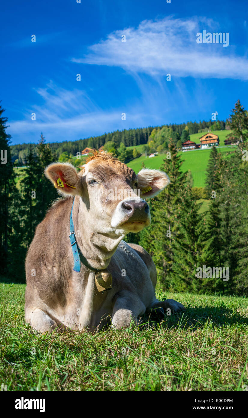 Happy Cow in Prags Stockfoto