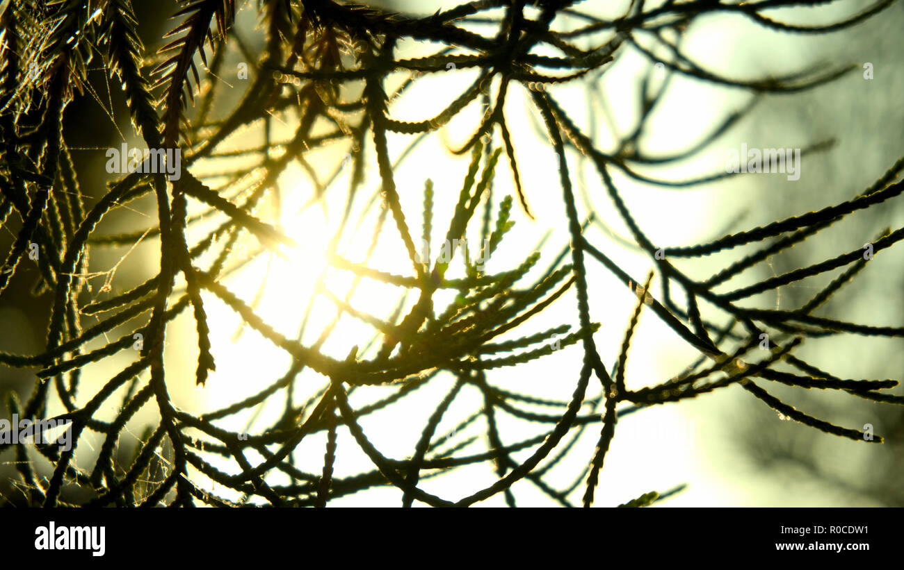 Chinesischer Wacholder, Juniperus chinensis Stockfoto