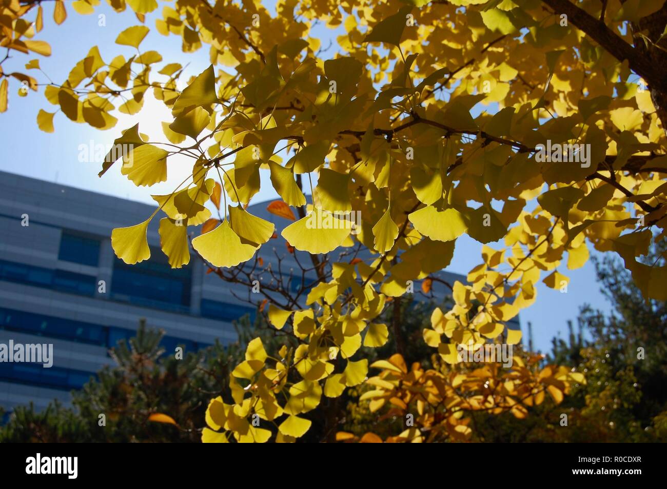 Gelbe Ginko Biloba Blätter in autuum mit Sonnenlicht Stockfoto