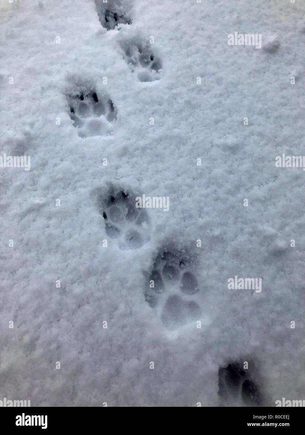 Hunde pawprints im Schnee Stockfoto
