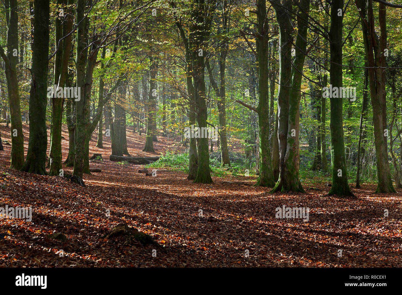 Herbst morgen Wald Spaziergang in Buchenwald mit Teppich von Blättern und die Sun Streaming durch Bäume, Wales, Großbritannien Stockfoto