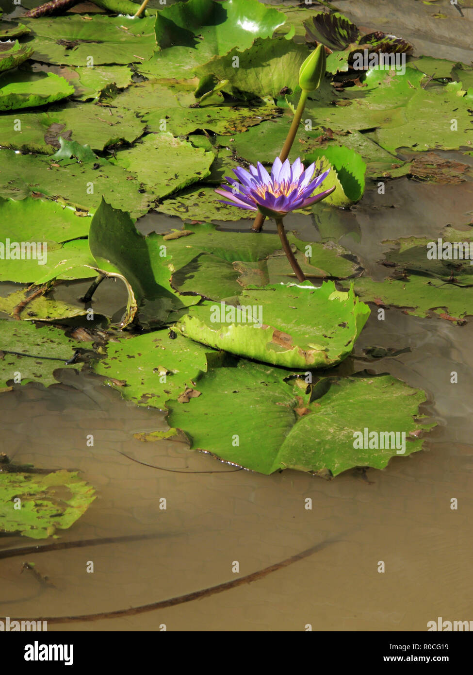 In Der Nahe Von Schonen Lila Lotus Seerose Blute Wasser Teich Im