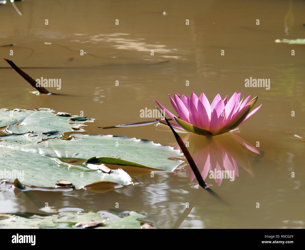 In Der Nahe Von Schonen Roten Lotus Seerose Blute Wasser Teich Im