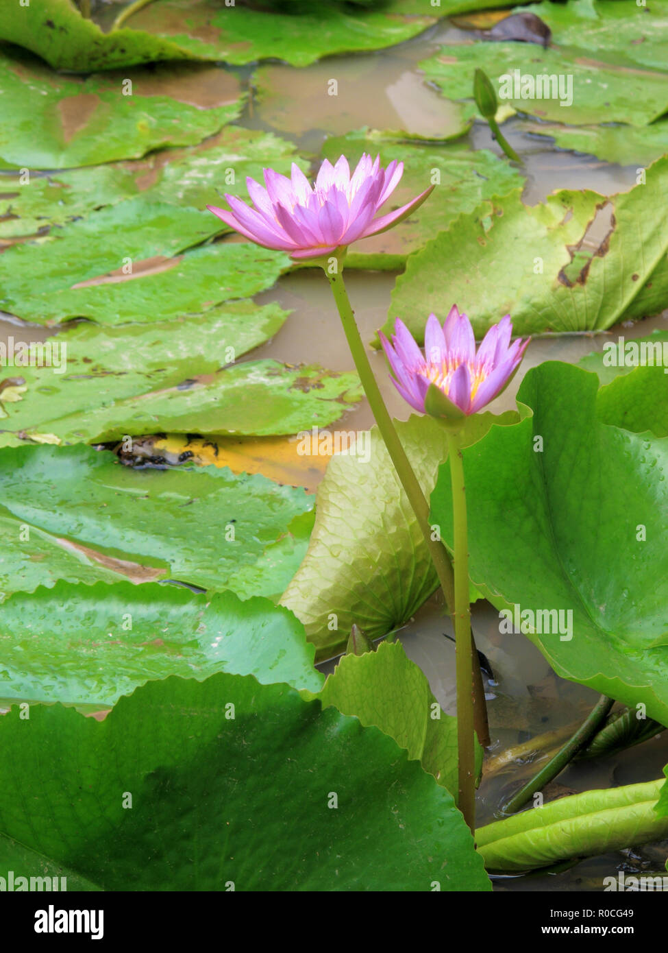 In Der Nahe Von Schonen Lila Lotus Seerose Blute Wasser Teich Im