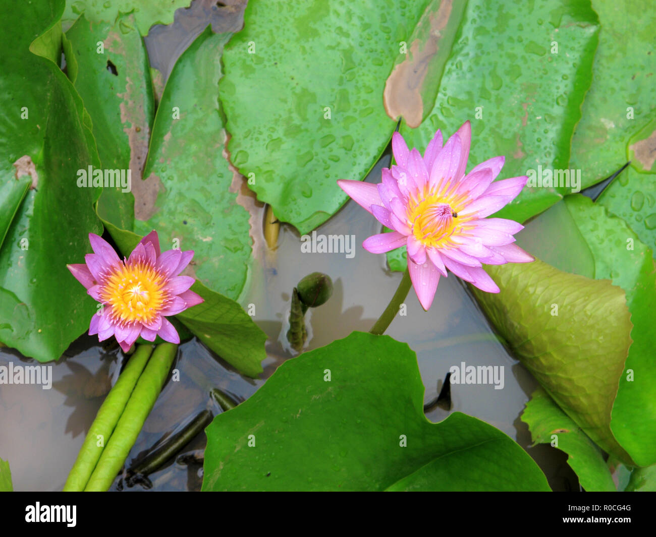 In Der Nahe Von Schonen Roten Und Gelben Lotus Seerose Blute