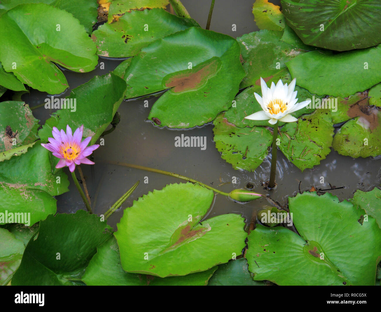 In Der Nahe Von Schonen Lila Und Gelb Lotus Seerose Blute Wasser