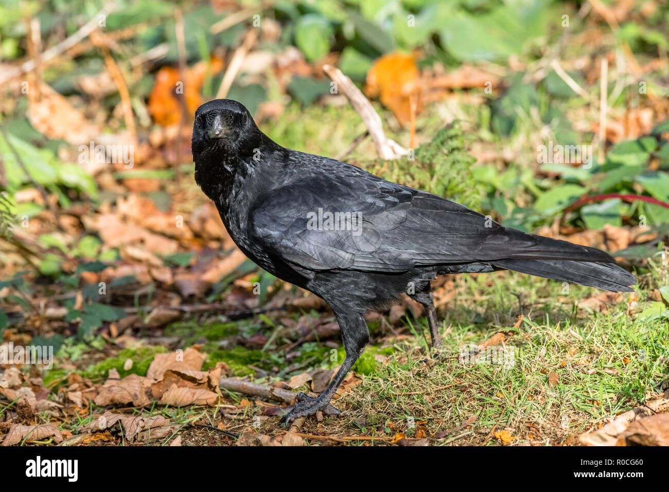Große schwarzer Vogel Carrion Crow auf der Suche nach Nahrung, Samen etc.. Stockfoto