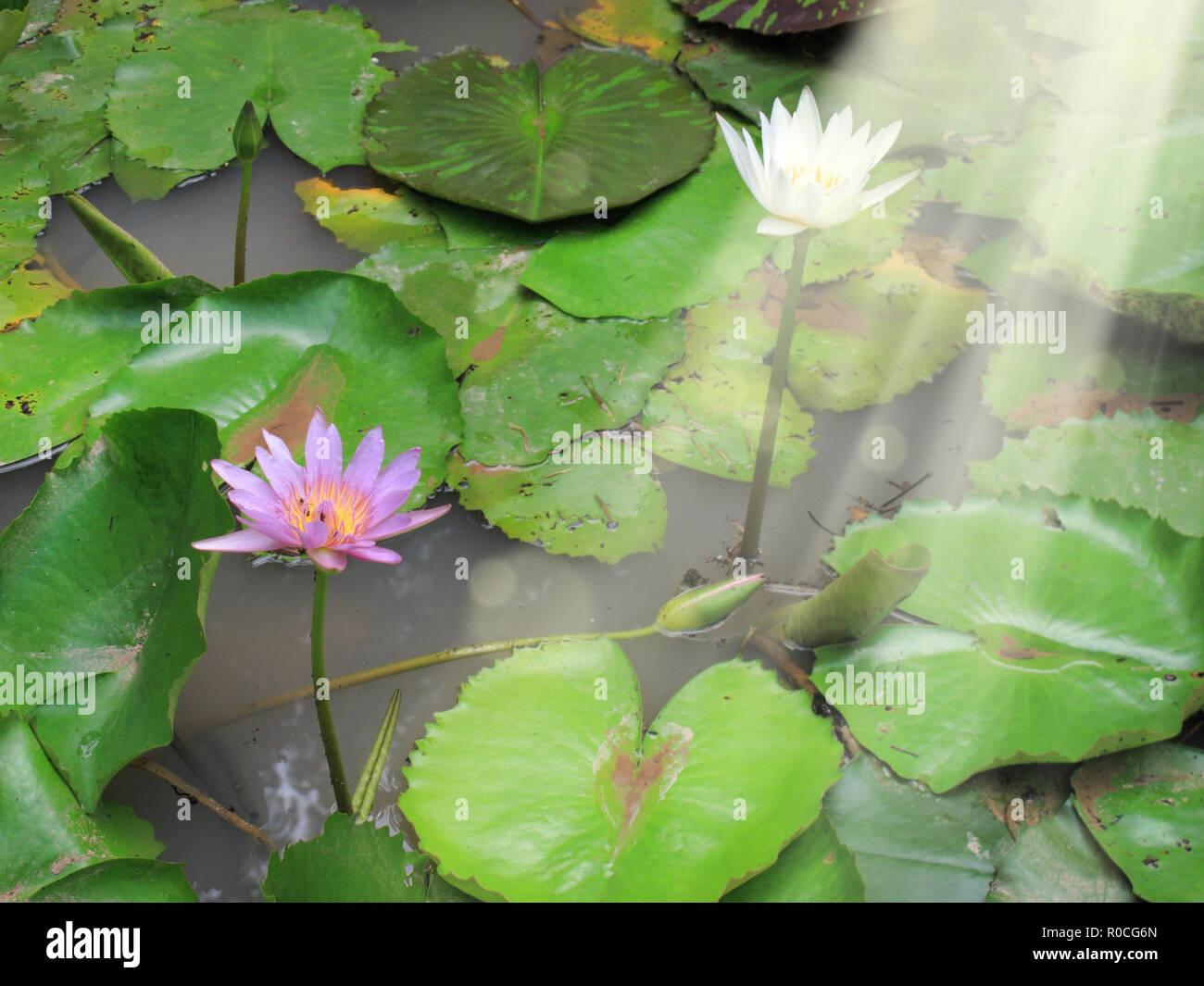 In Der Nahe Von Schonen Roten Und Weissen Lotus Seerose Blumen Und