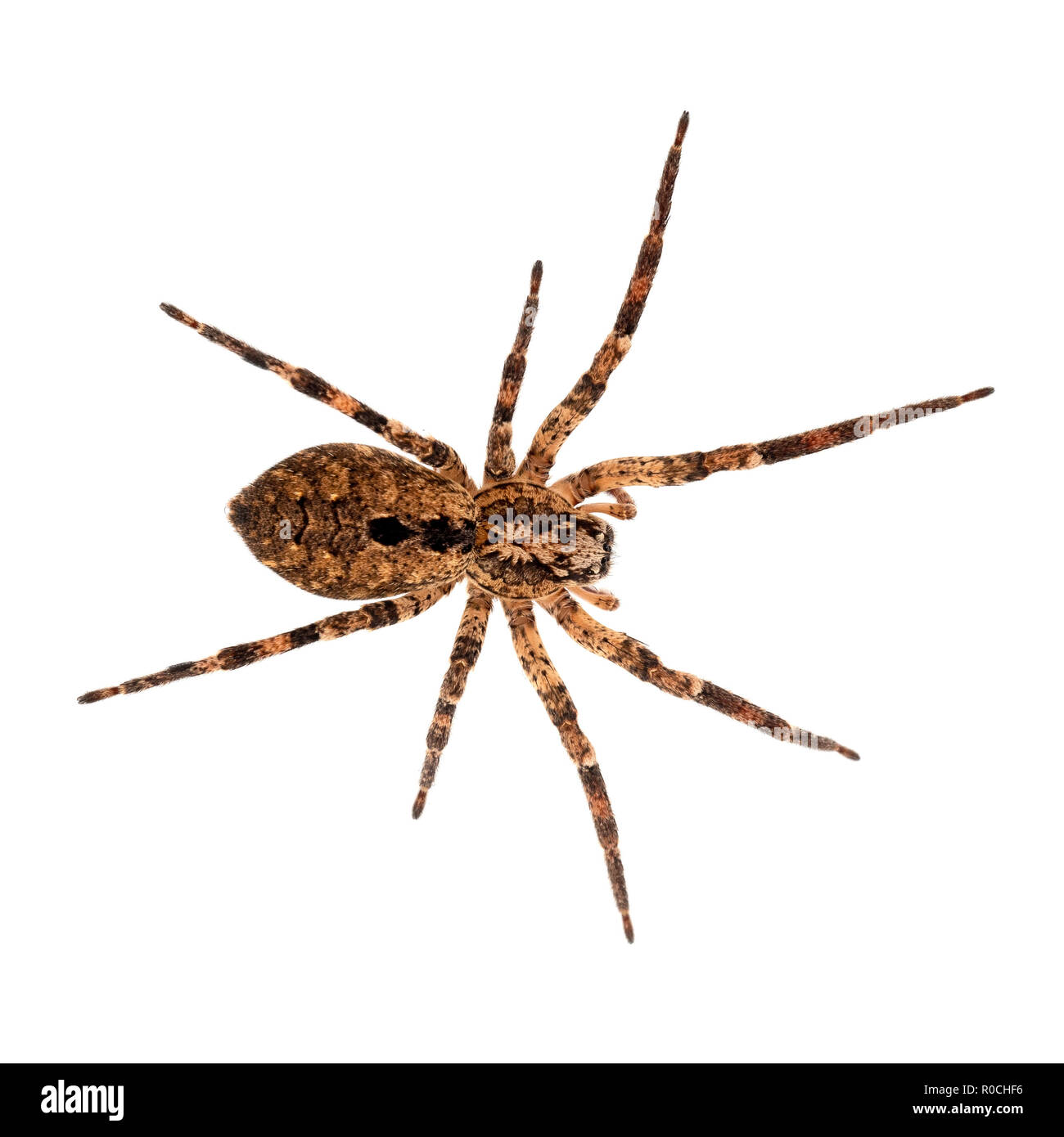 Zoropsis spinimana, Falsche wolf spider. Große, braune und hiary. Auf weiß isoliert. Stockfoto