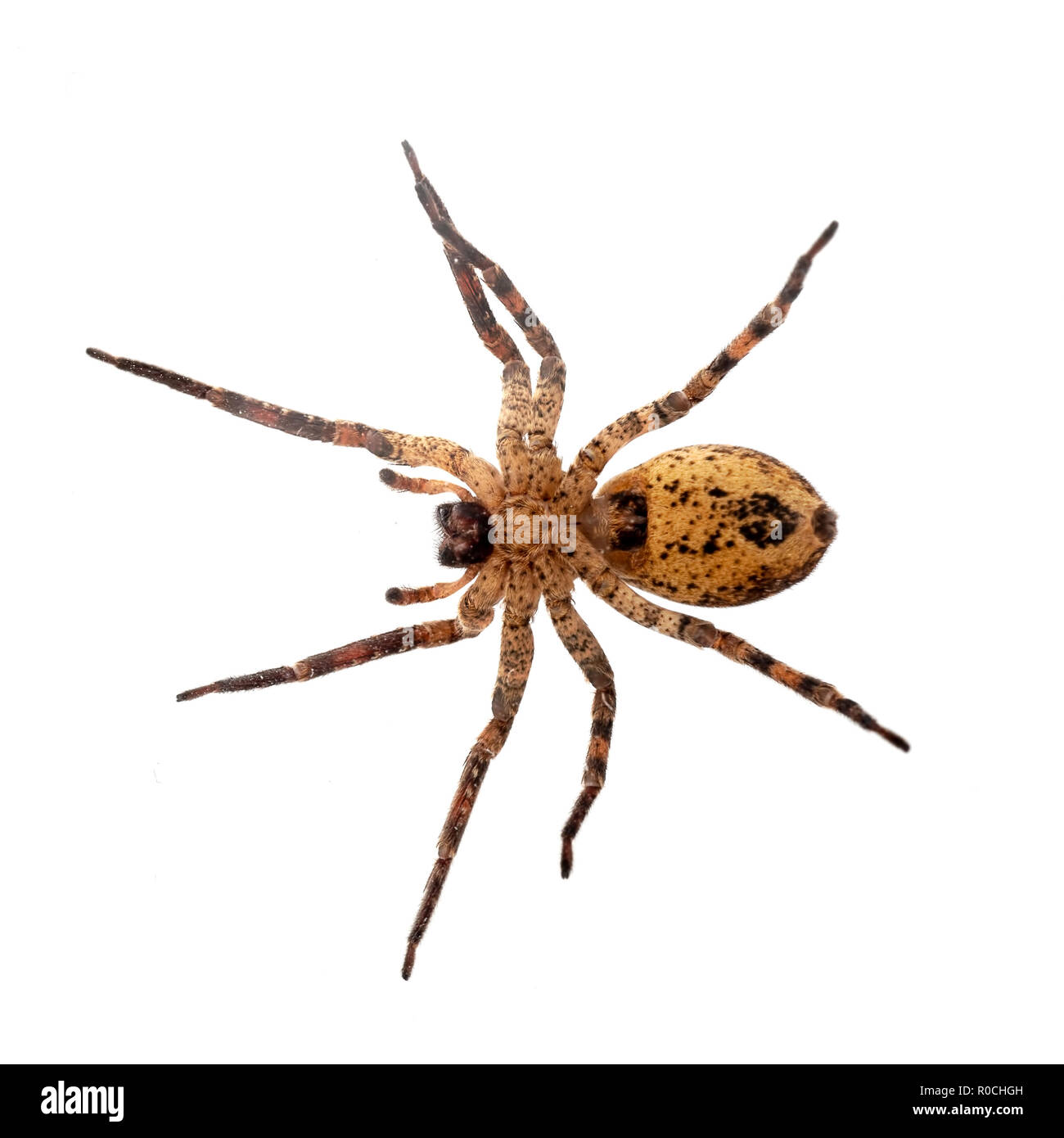 Zoropsis spinimana, Falsche wolf spider, Unterseite - Foto in Glas genommen. Auf weiß isoliert. Stockfoto