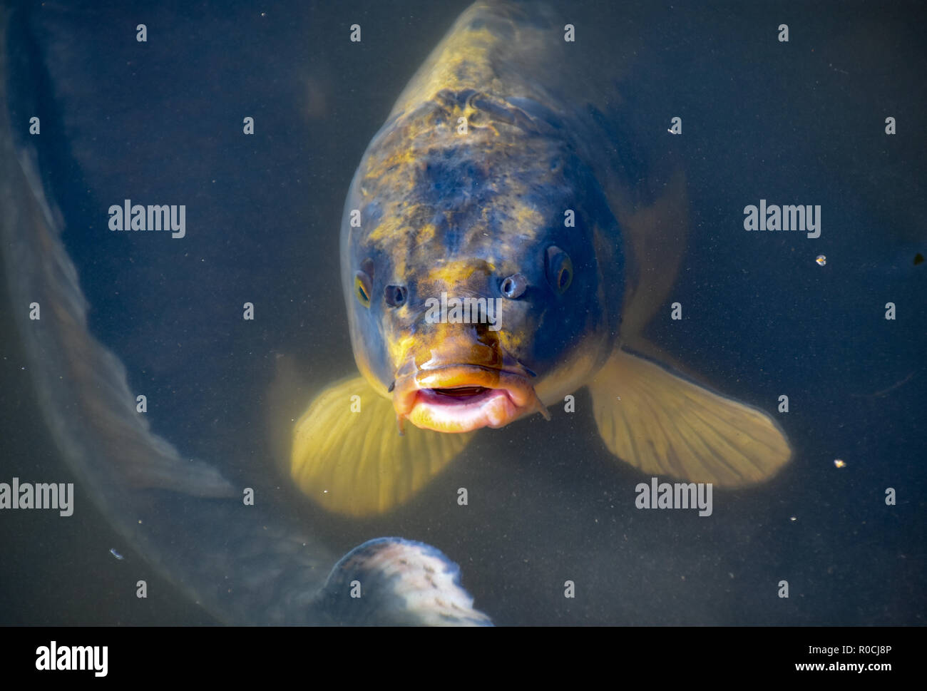 Bunte Karpfen schwimmen mit seinen Kopf aus dem Wasser, um die Illusion einer komischen Gesicht Stockfoto