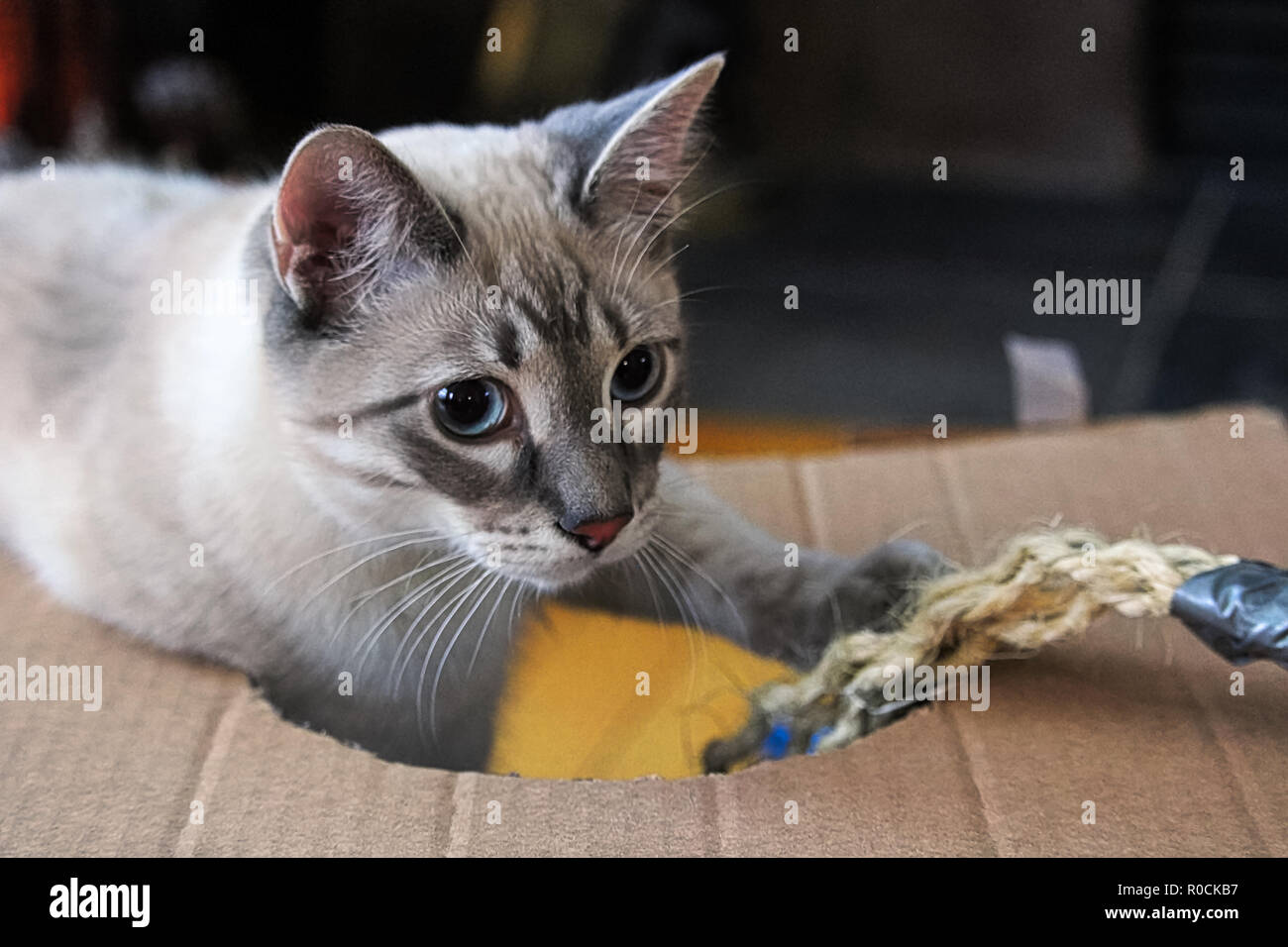 Ein verspieltes Kätzchen spielt mit einem Seil in einem Karton Stockfoto