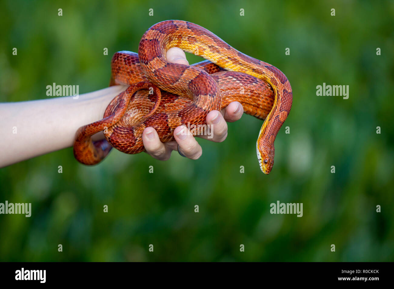Corn Snake aufgewickelt, um Eigentümer Hand gegen grüner Hintergrund Stockfoto