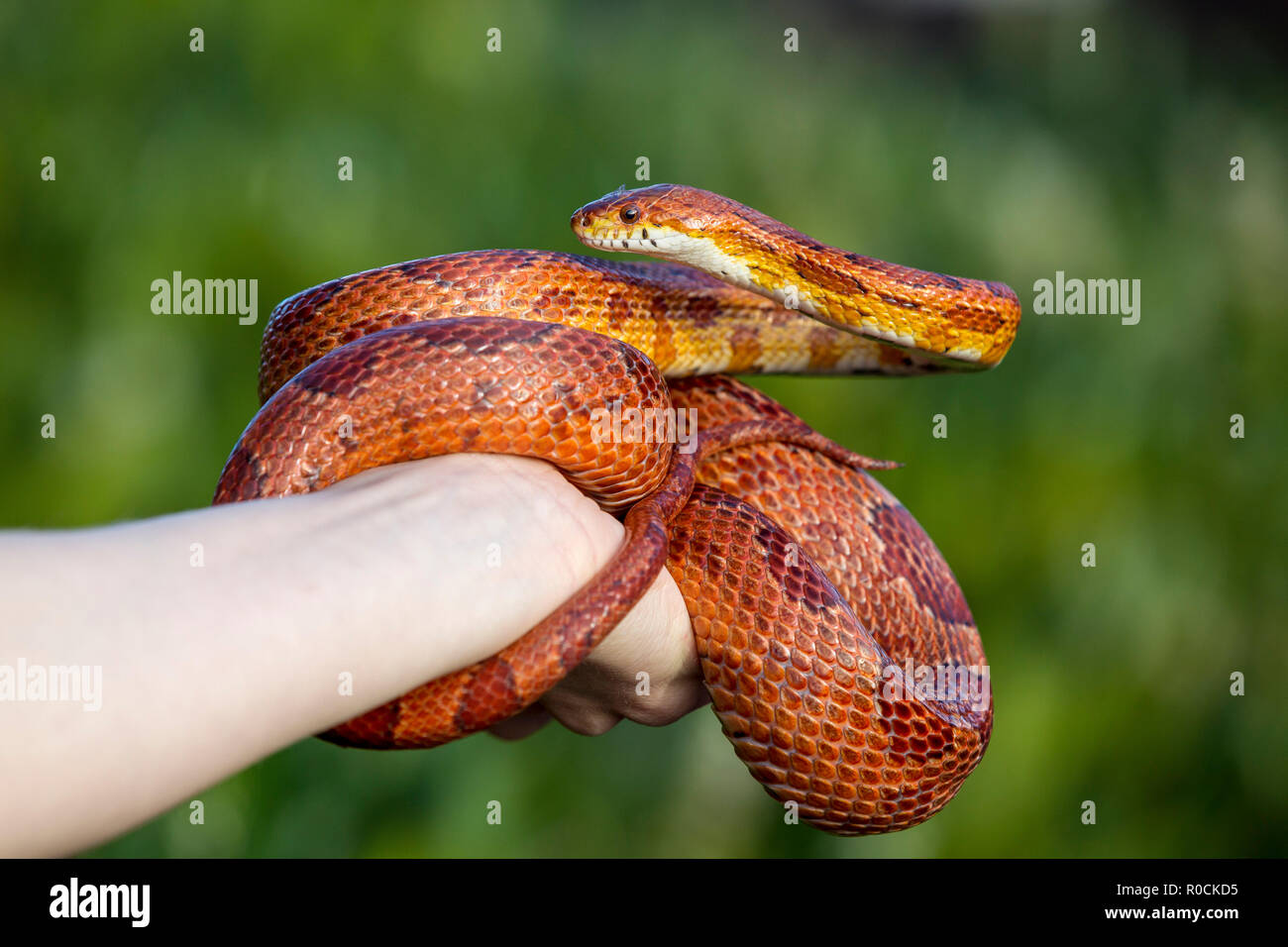 Corn Snake aufgewickelt, um Eigentümer Hand gegen grüner Hintergrund Stockfoto