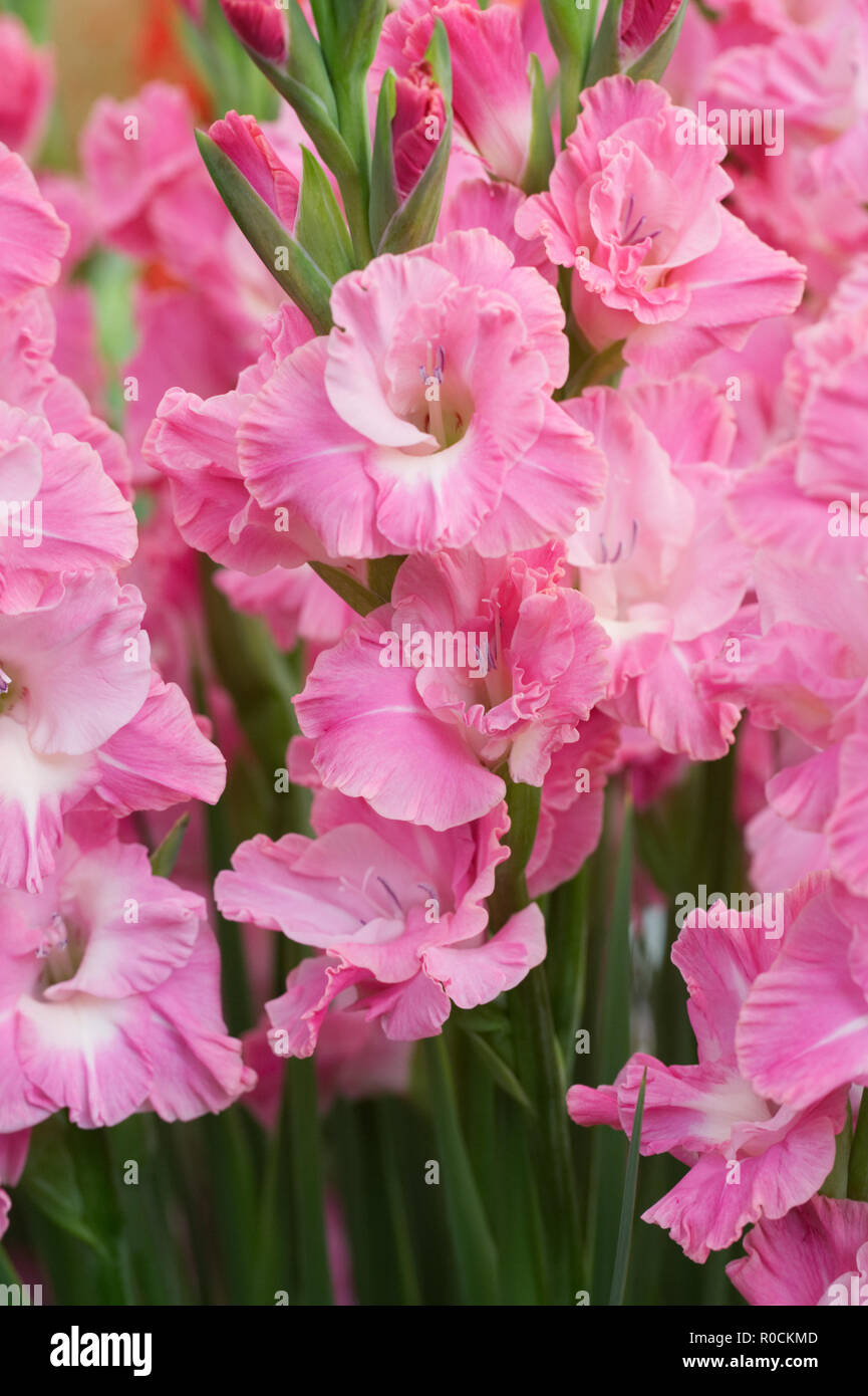 Gladiolen 'Karaoke' Blumen. Stockfoto