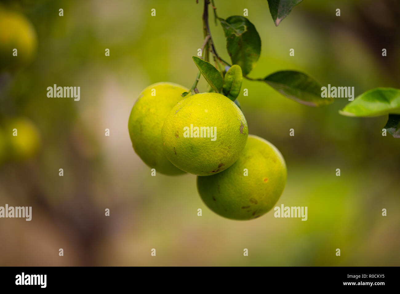 Organische frische Zitronen hängen in Tree Farm Stockfoto