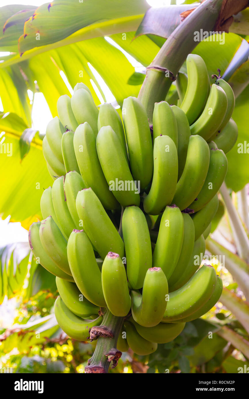 Nahaufnahme von frischen Bio grüner Banane Bündel auf der Farm Stockfoto