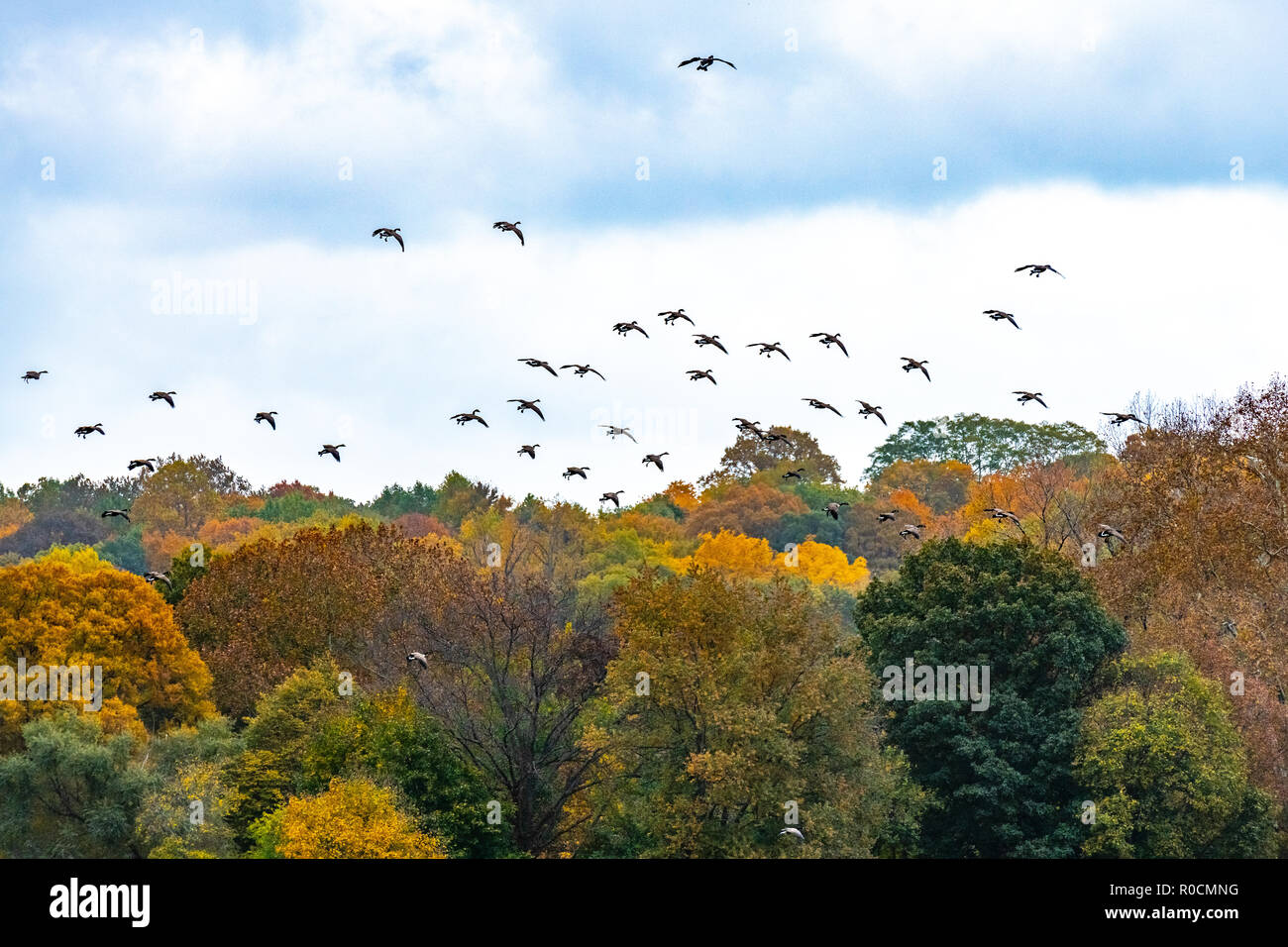 New York, USA, 1. November 2018. Ein Keil der Kanadagänse (Branta canadensis) gesehen wird, fliegen über New York Van Cortlantd Park. Foto von Enrique Sho Stockfoto