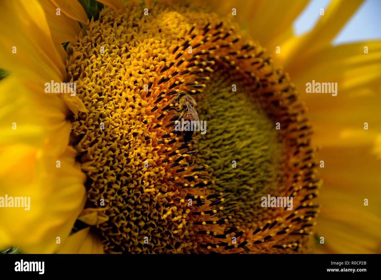 Nahaufnahme einer Biene bestäubt eine Sonnenblume (lat.: Helianthus) Stockfoto