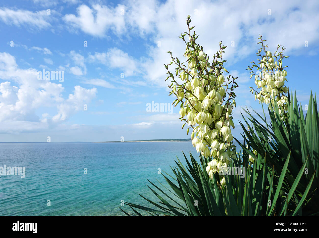 Weiße Blumen von Yucca gloriosa Anlage vor der schönen türkisblauen Meer Lagune an der Adria Stockfoto