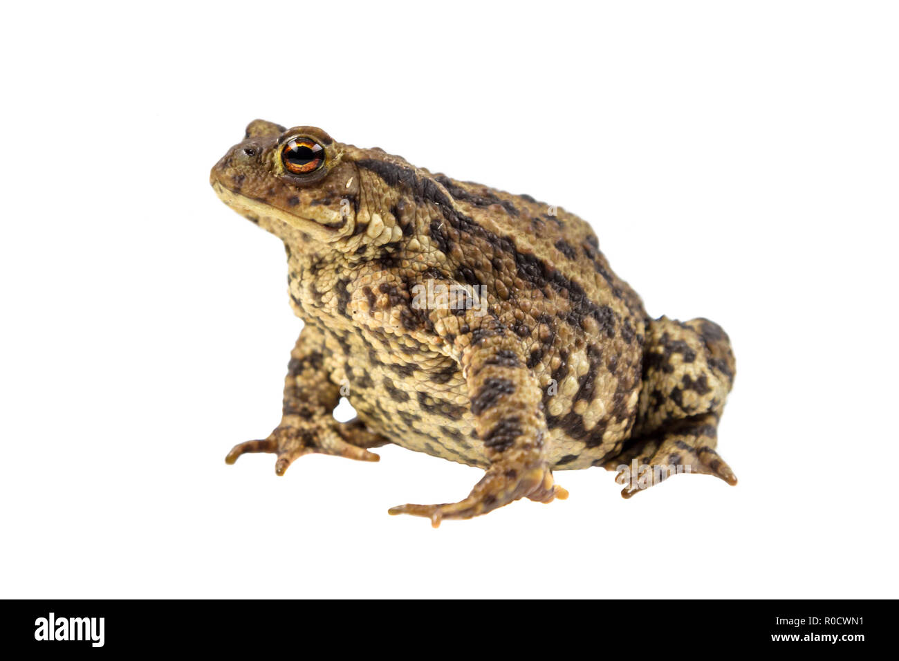 Europäische Erdkröte (Bufo bufo) auf weißem Hintergrund Stockfoto