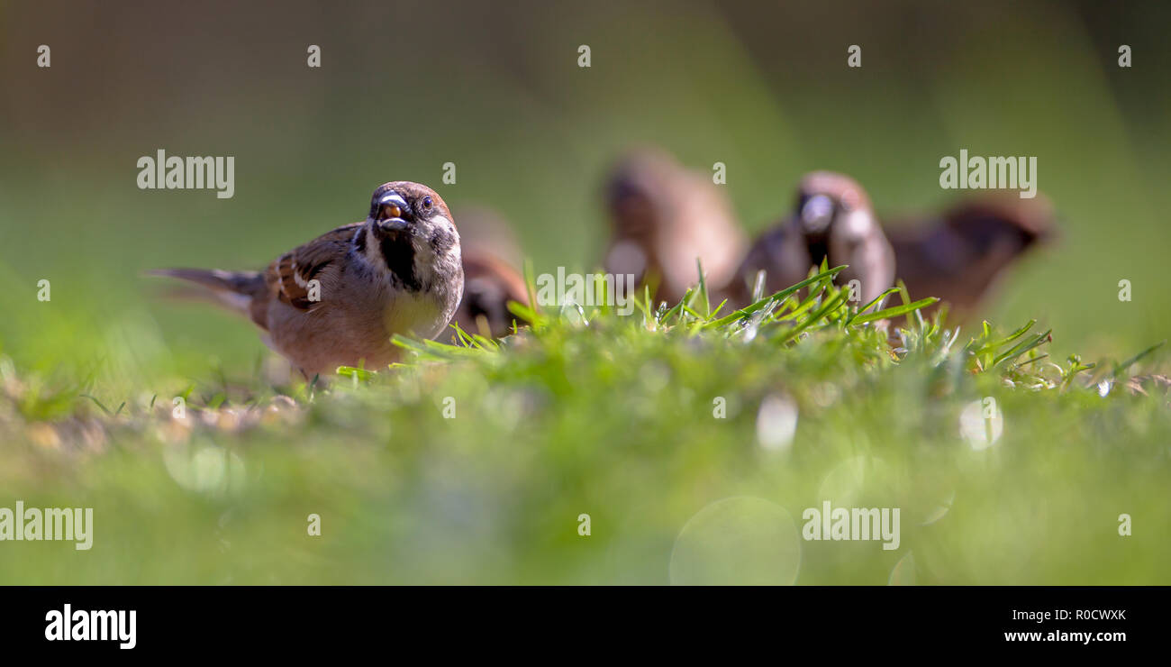 Familie der Feldsperling (Passer montanus) Nahrungssuche am Boden in einem ökologischen Garten mit grünem Hintergrund Stockfoto