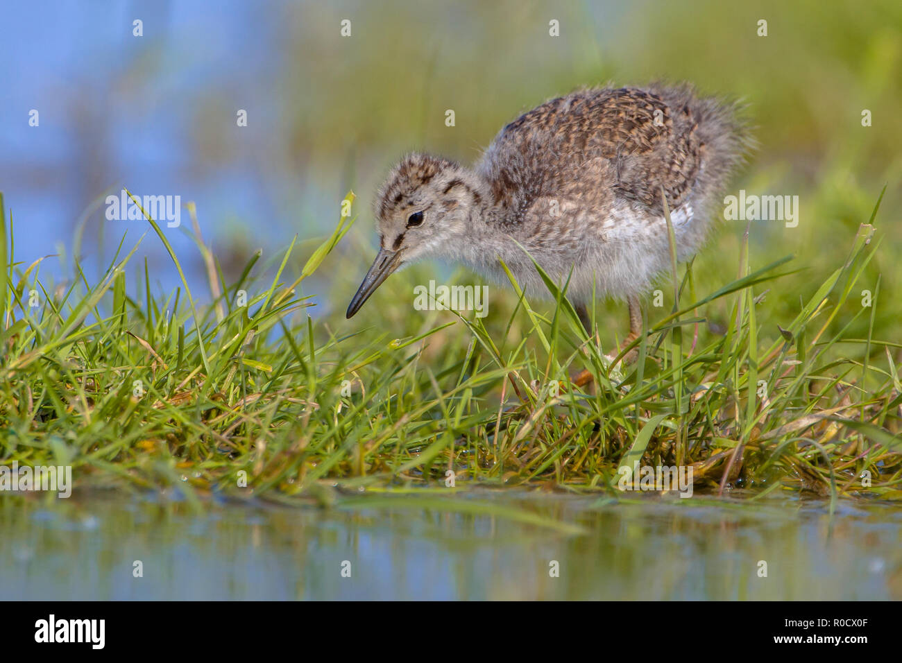 Kleine jungen Küken der Uferschnepfe (Limosa limosa) einer der wader Vogel Zielarten in Niederländische Projekte zum Schutz der Natur Stockfoto
