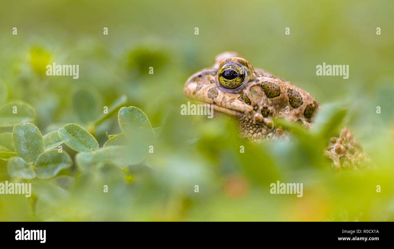 Spionage Wechselkröte (Bufotes viridis) mit den Augen nur sichtbar hinter Gras in einem Hinterhof Rasen Stockfoto