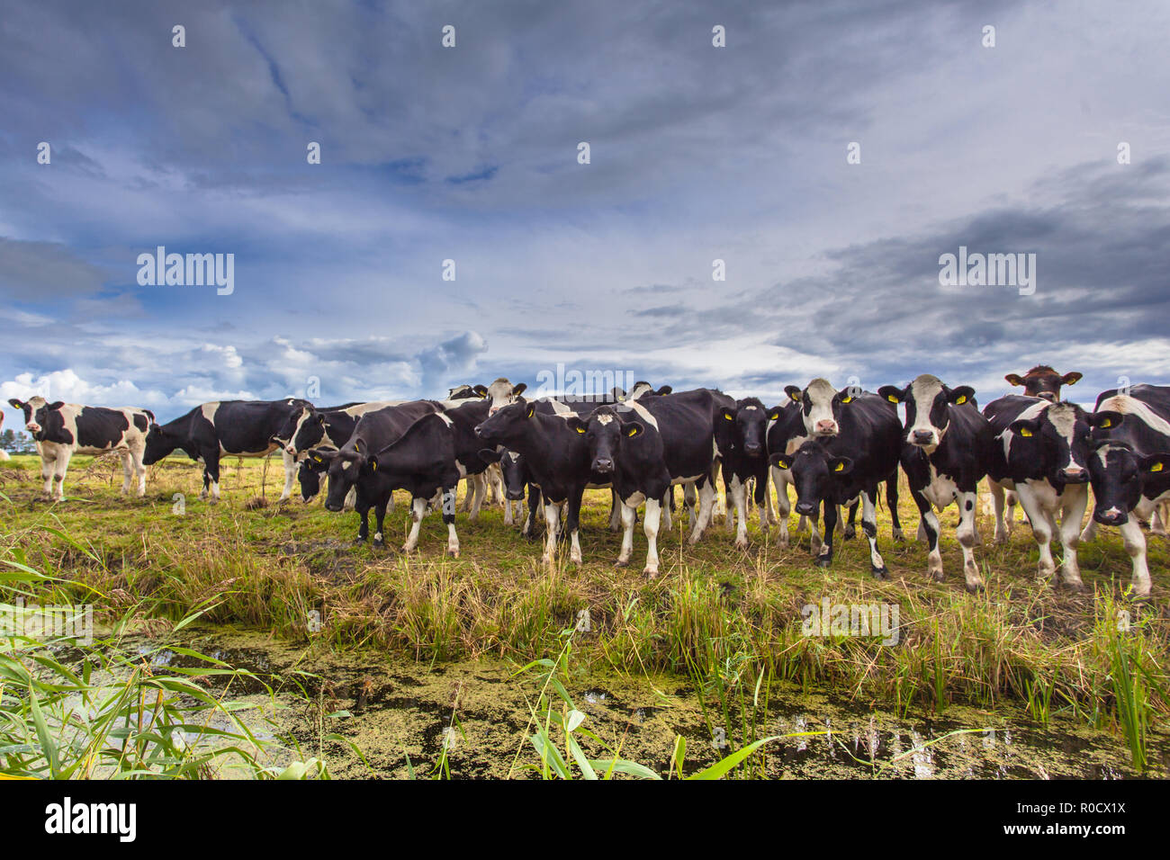 Gruppe der Kühe auf dem Bauernhof Wiese, gewachsen für Bio-fleisch Stockfoto