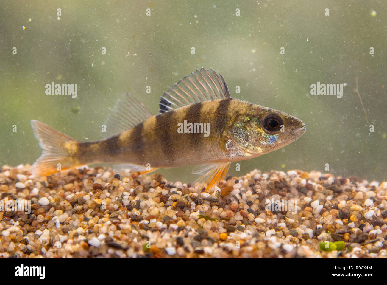 Die Europäische Barsch (Perca fluviatilis) ist in Europa und Asien gefunden. Diese Art ist in der Regel in grünlicher Farbe mit dunklen vertikalen Balken an den Seiten w Stockfoto