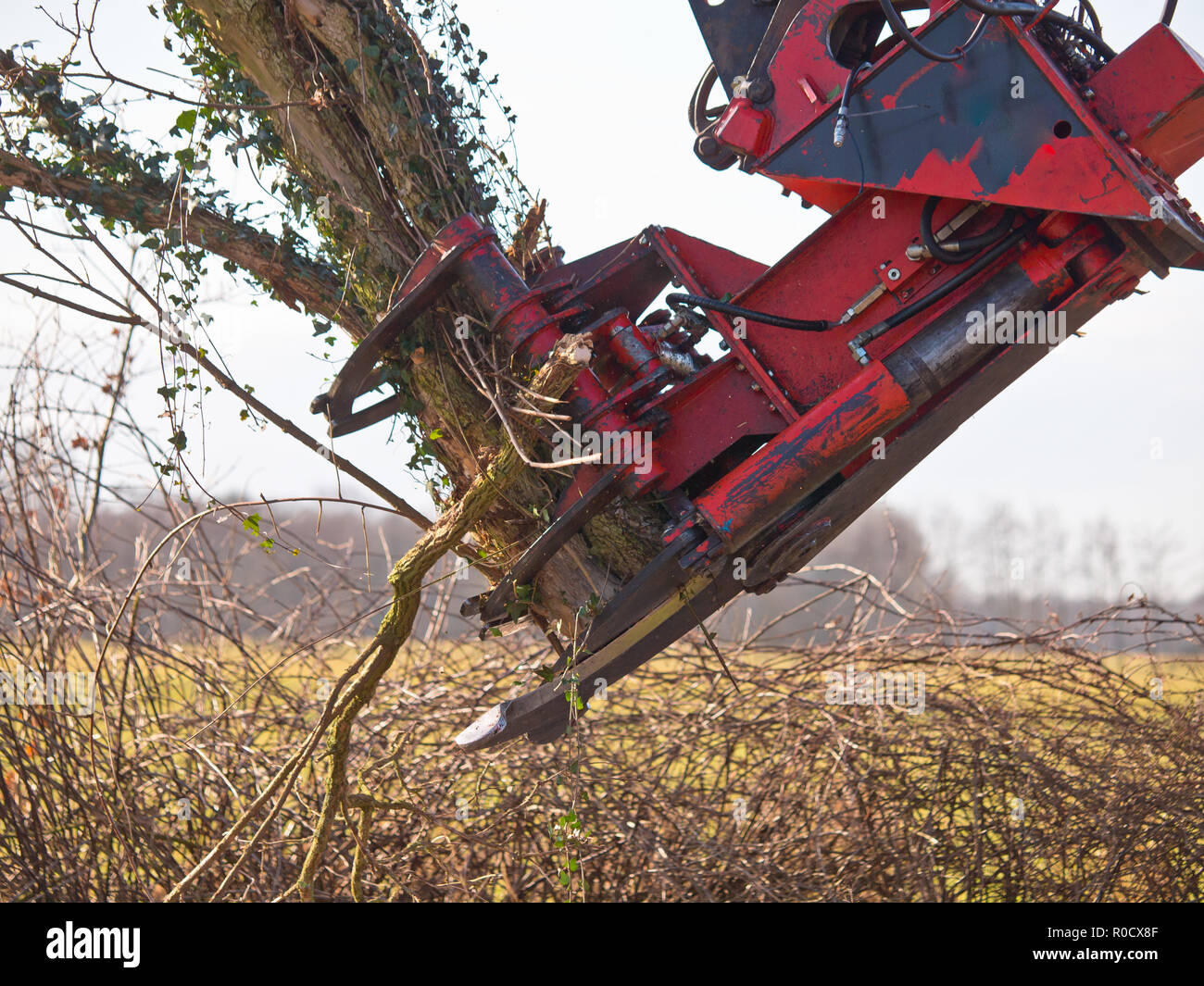 Klaue der einen Baum schneiden Kran in Aktion Stockfoto