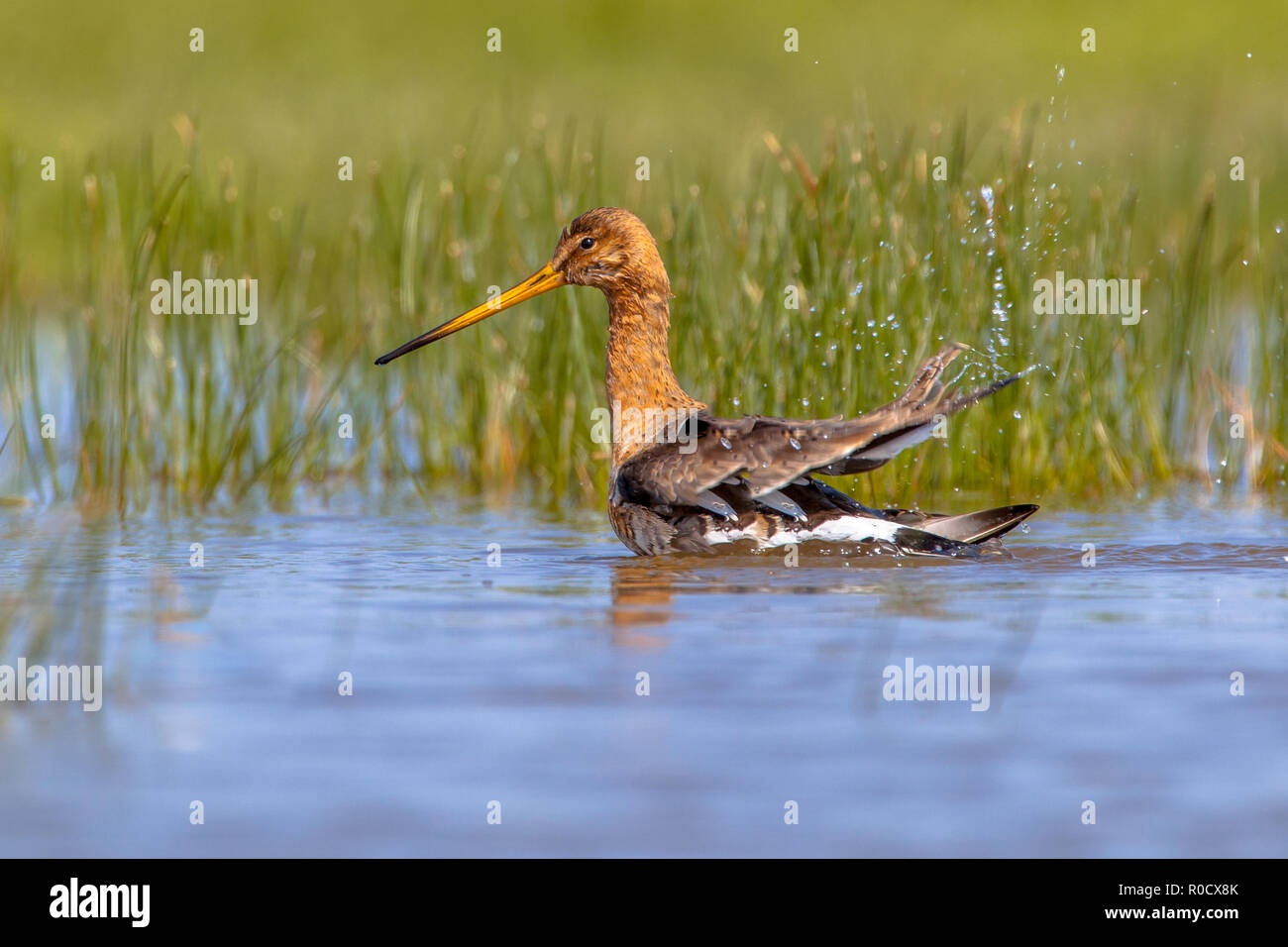 Uferschnepfe (Limosa limosa) Selbst waschen in Wasser, in der das Godwit ist einer der wader Vogel Zielarten in Niederländische Projekte zum Schutz der Natur Stockfoto