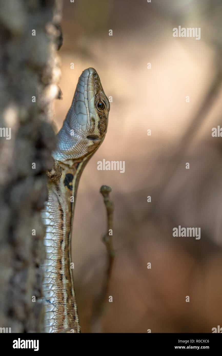 Eine mittelgroße Eidechse mit einem langen, schlanken Körper mit großer Tiefe, muskulöse Gliedmaßen, Kopf und Schwanz bis auf die doppelte Länge des Körpers zu. Stockfoto
