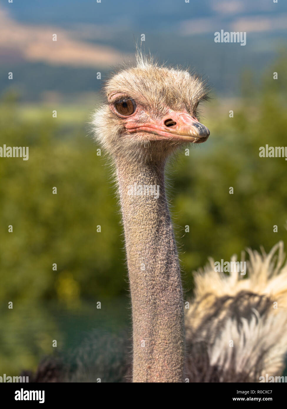 Der Strauß oder gemeinsamen Strauß (Struthio camelus) ist entweder ein oder zwei Arten von großen flugunfähigen Vögel in Afrika Stockfoto