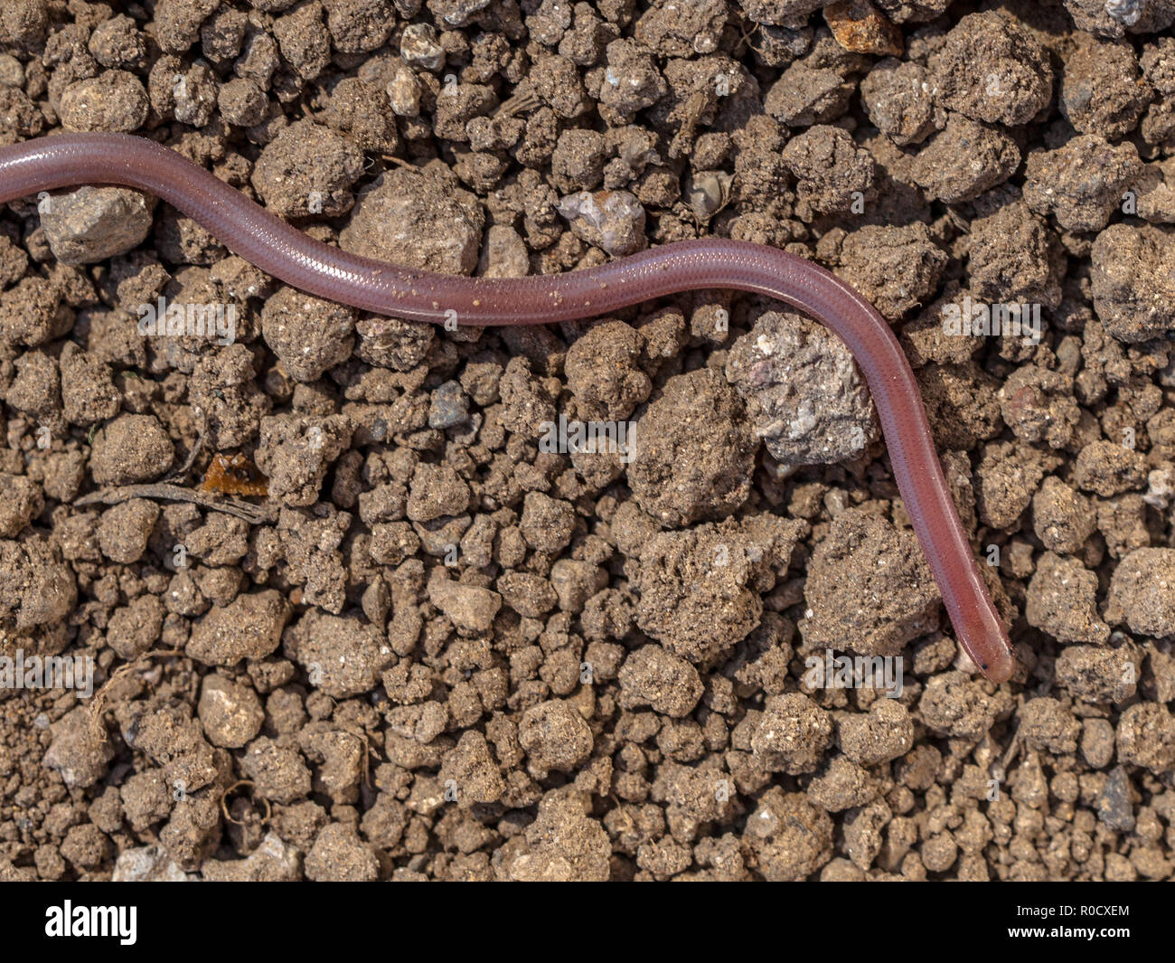Europäische blinde Schlange oder Europäischen Wurm Schlange (Typhlops vermicularis) Feeds auf Ameisen und Leben unter der Erde. Stockfoto