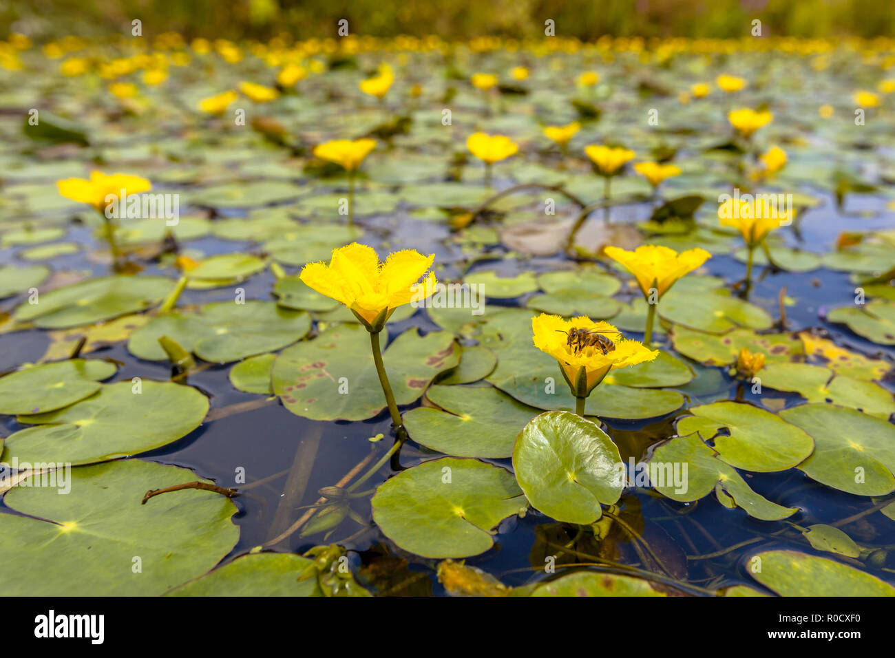 Dichte schwimmende Wasser Vegetation gesäumten Wasserlilie (nymphoides Peltata) mit einer Biene Essen aus Nektar Stockfoto