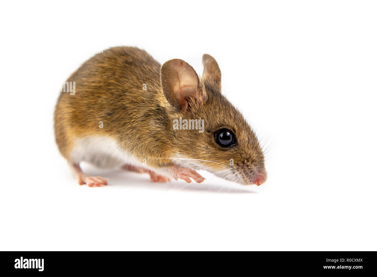 Wildes Holz Maus (APODEMUS SYLVATICUS) mit niedlichen braunen Augen schauen in die Kamera auf weißem Hintergrund Stockfoto
