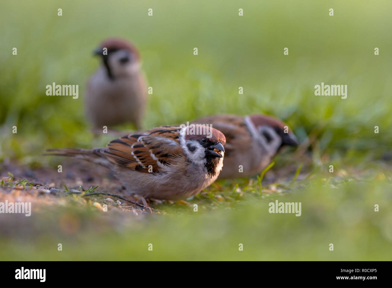 Gruppe der Feldsperling (Passer montanus) Nahrungssuche am Boden in einem ökologischen Garten mit grünem Hintergrund Stockfoto