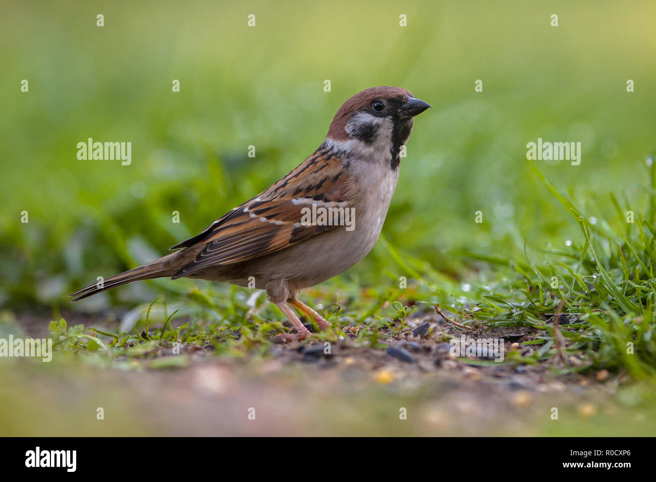Alarmierte Feldsperling (Passer montanus) Nahrungssuche am Boden in einem ökologischen Garten mit grünem Hintergrund Stockfoto