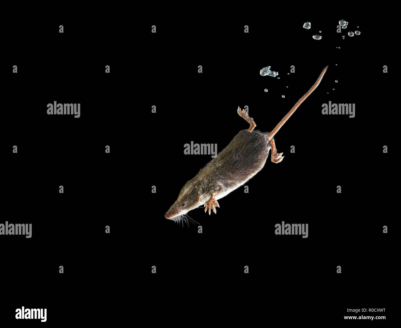 Die nahrungssuche Aquatic Animal Watershrew (Neomys fodiens), Maus tauchen auf der Suche nach Nahrung Stockfoto