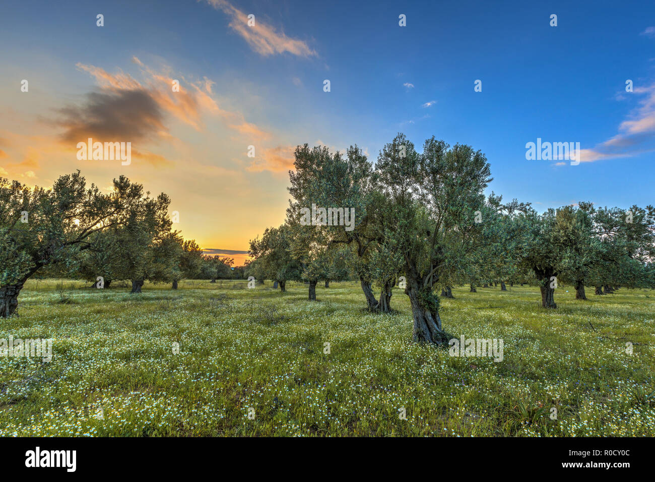 Aufgehenden Morgensonne über Olivenhain in der Nähe von Skala Kallonis auf Lesbos Insel, Griechenland Stockfoto